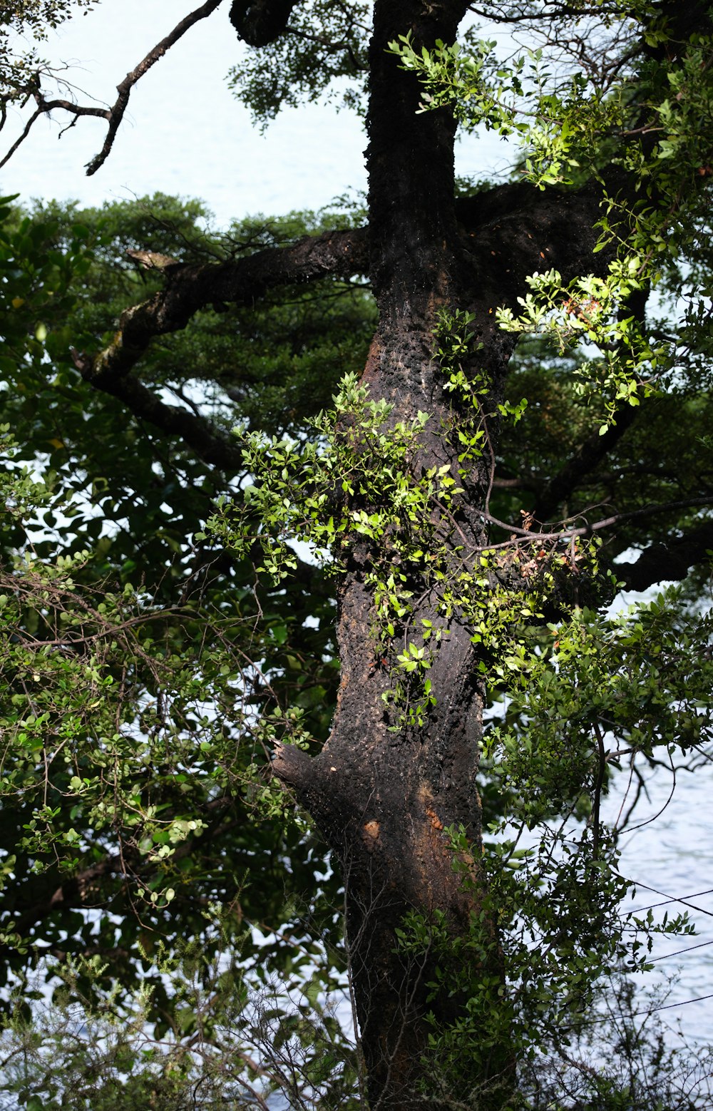 a giraffe standing on top of a tree next to a body of water