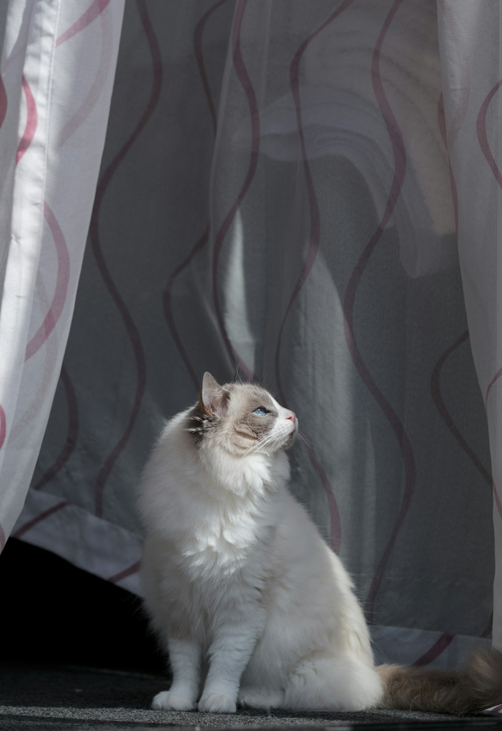 a white cat sitting in front of a curtain