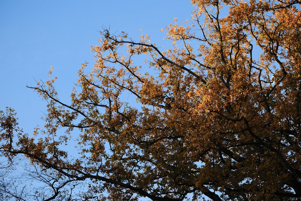 un árbol con hojas amarillas contra un cielo azul