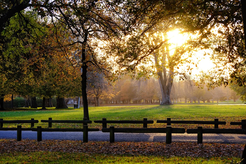 El sol brilla a través de los árboles en un parque
