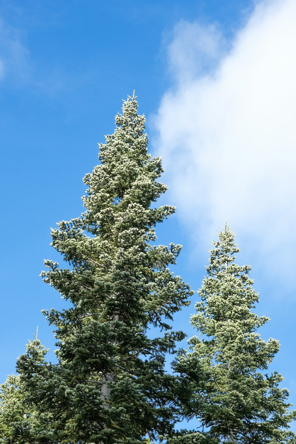 a tall pine tree with a blue sky in the background