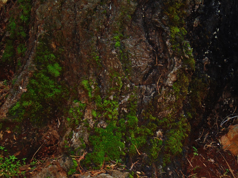 a bear that is standing next to a tree