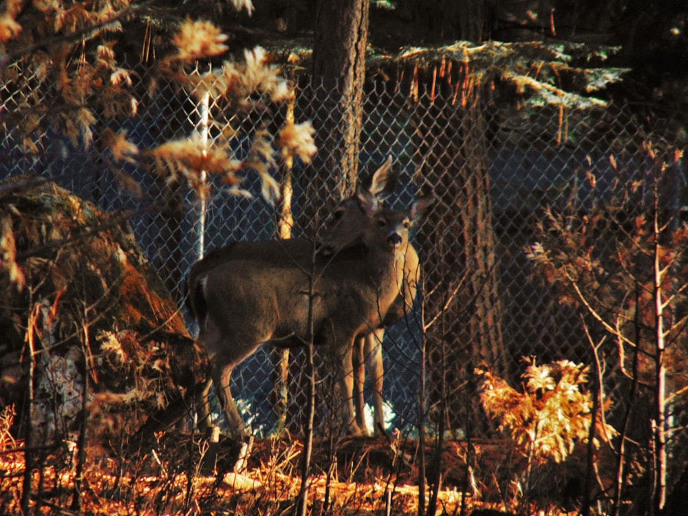 a deer standing next to a chain link fence