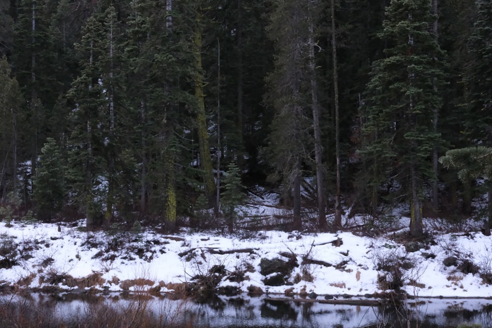 a small body of water surrounded by snow covered trees