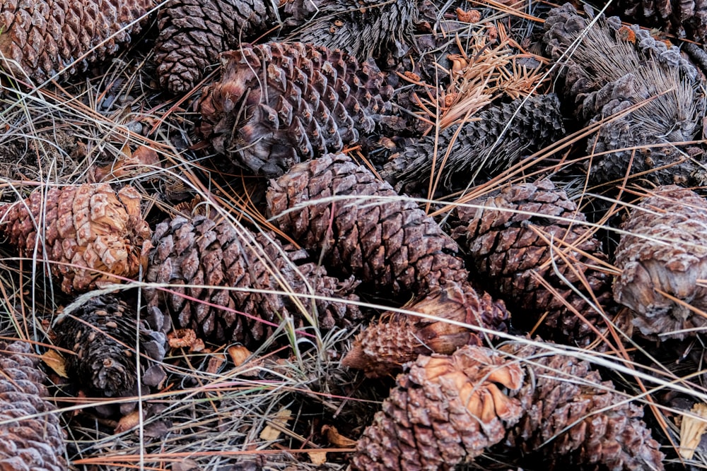 a pile of pine cones sitting on top of dry grass