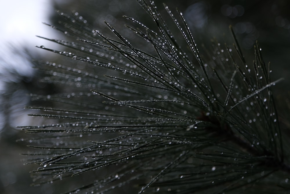 a close up of a pine tree with drops of water on it