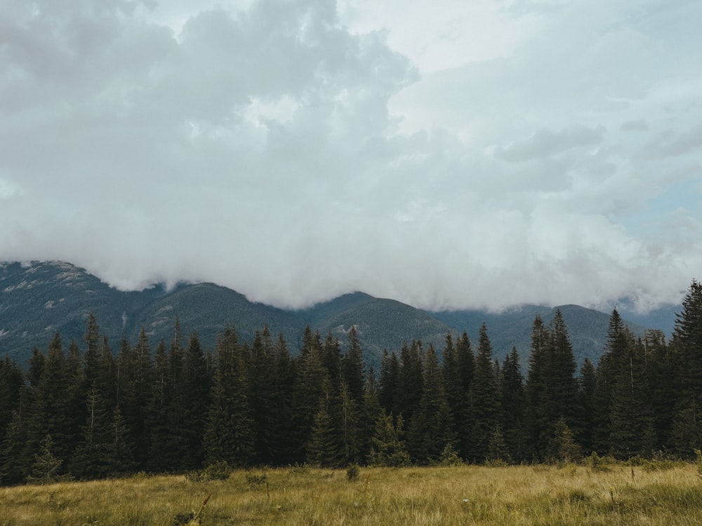 a grassy field with trees and mountains in the background