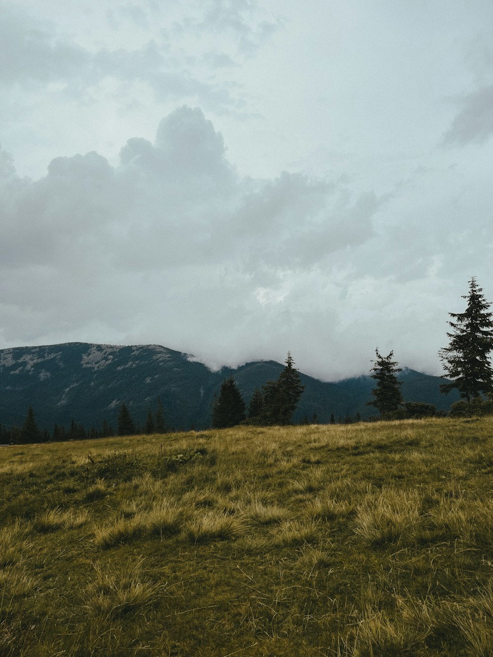 a grassy field with trees and mountains in the background