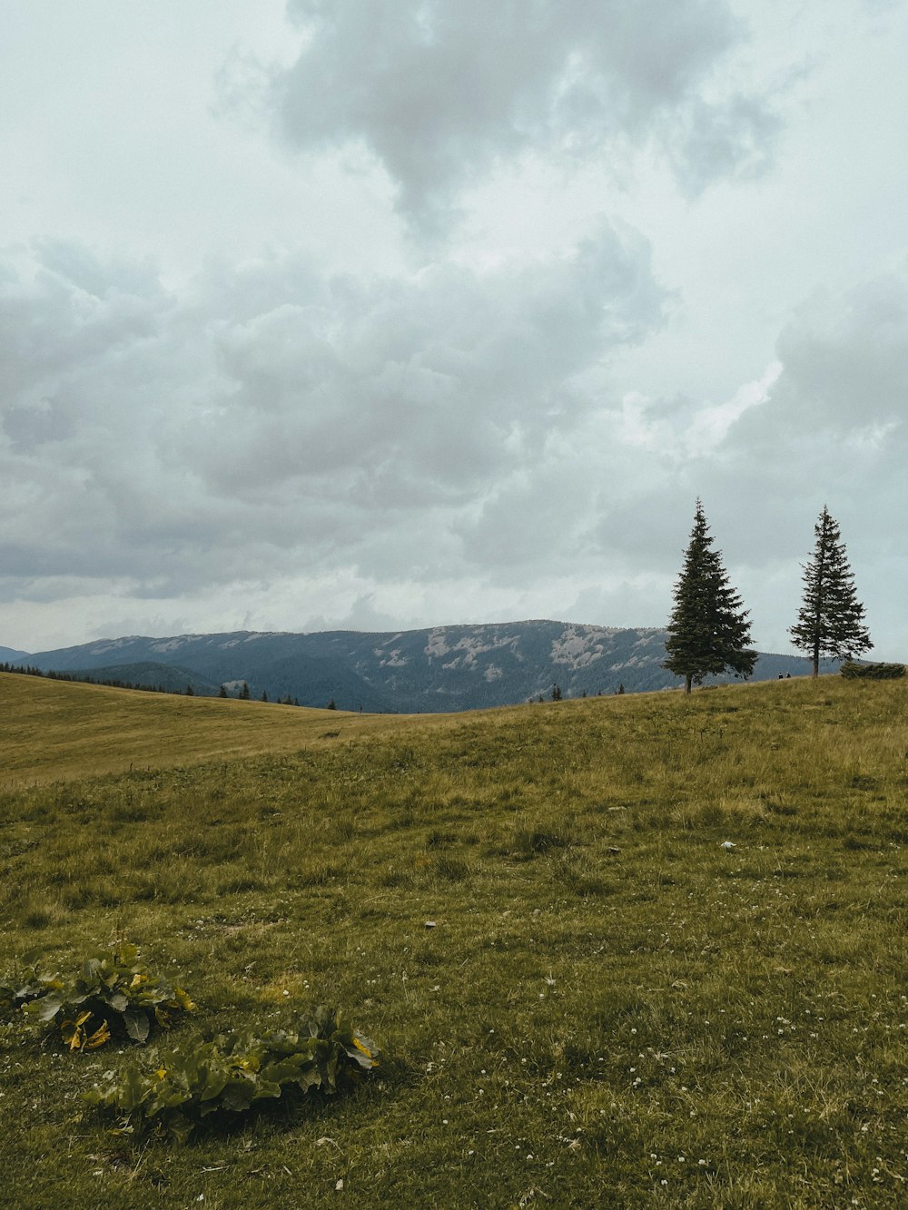 a grassy field with trees and mountains in the background