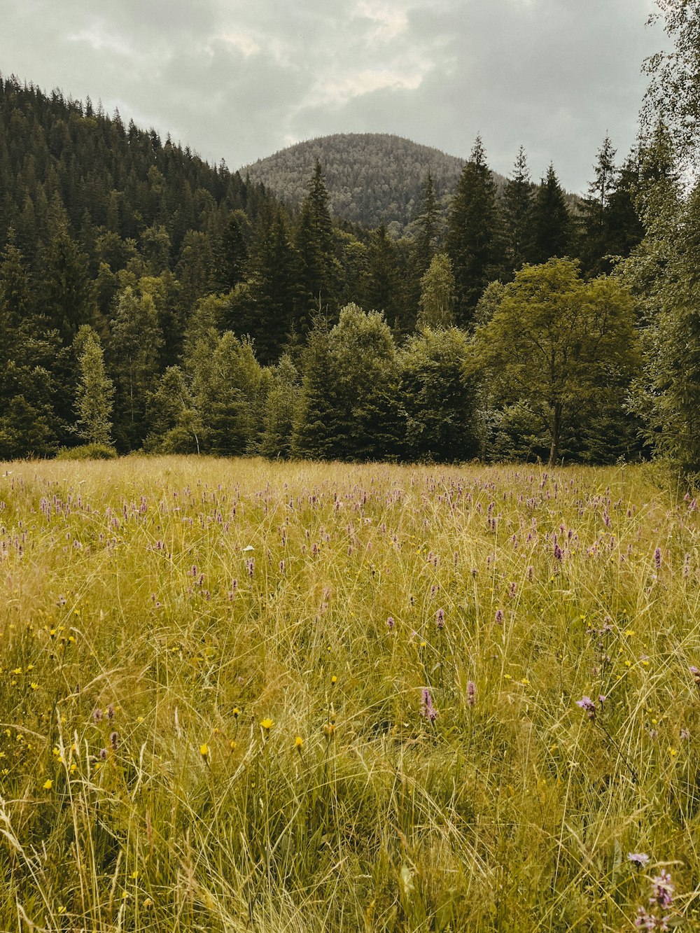 a grassy field with trees in the background