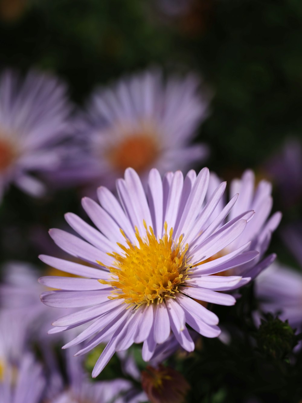 a close up of a bunch of purple flowers