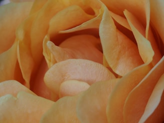 a close up view of a yellow rose