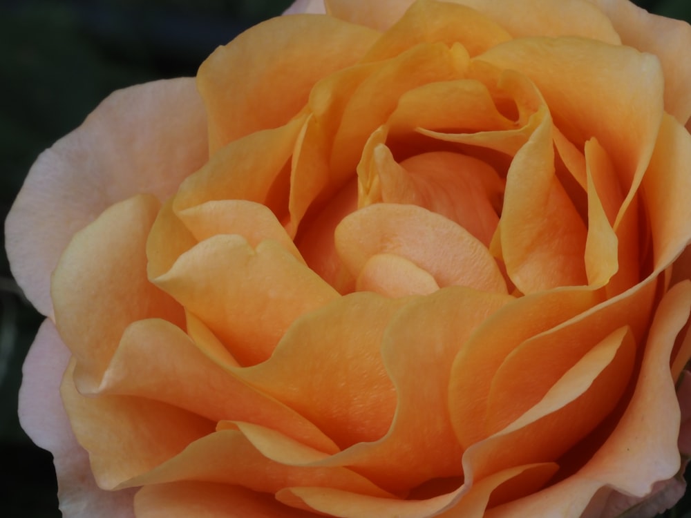 a close up of a yellow rose flower