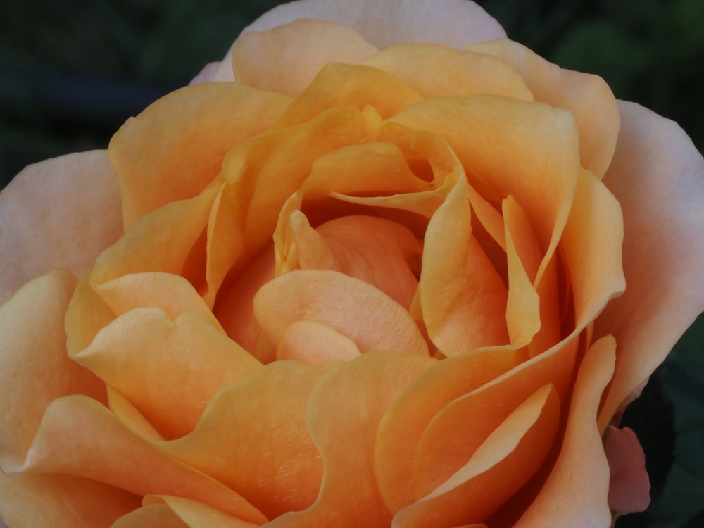 a close up of a yellow rose in full bloom