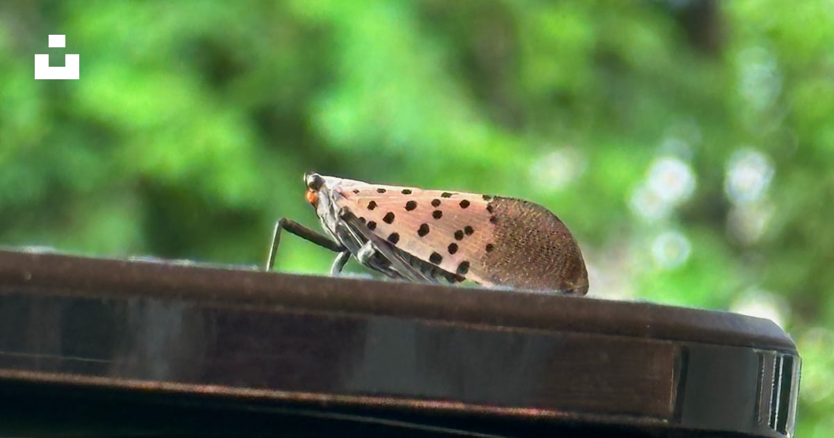 A bug is sitting on top of a microwave photo – Free Animal Image on ...