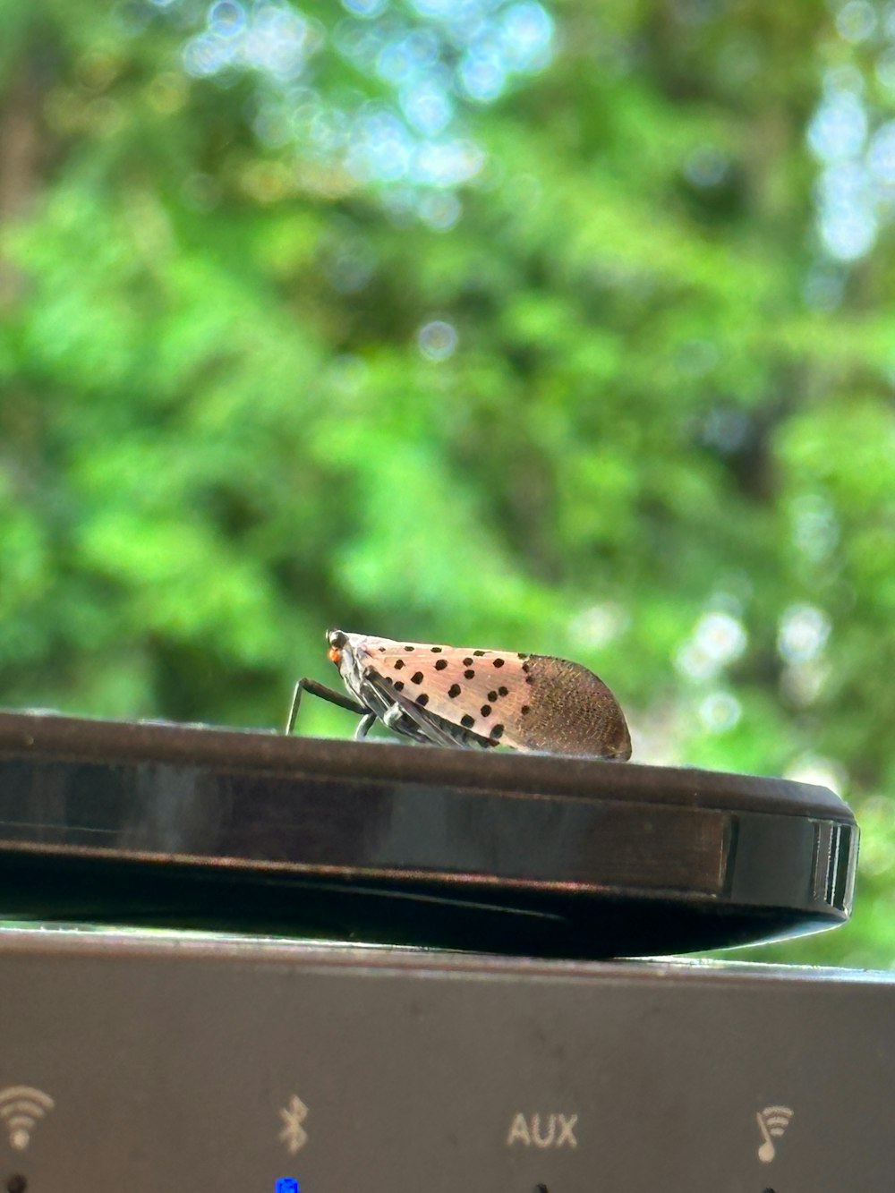 a bug is sitting on top of a microwave