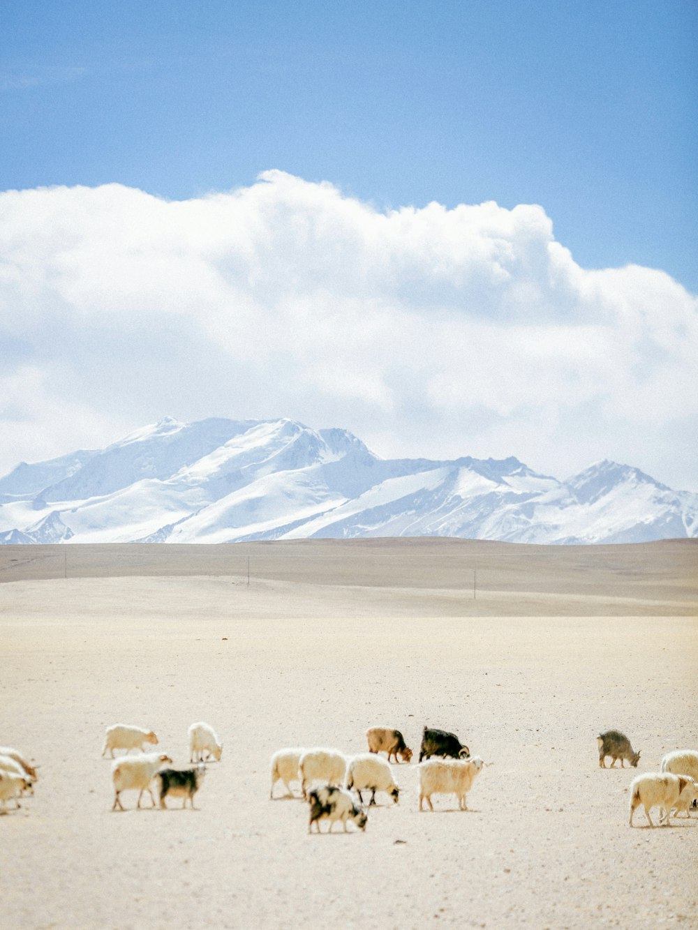 a herd of sheep grazing in a desert with mountains in the background