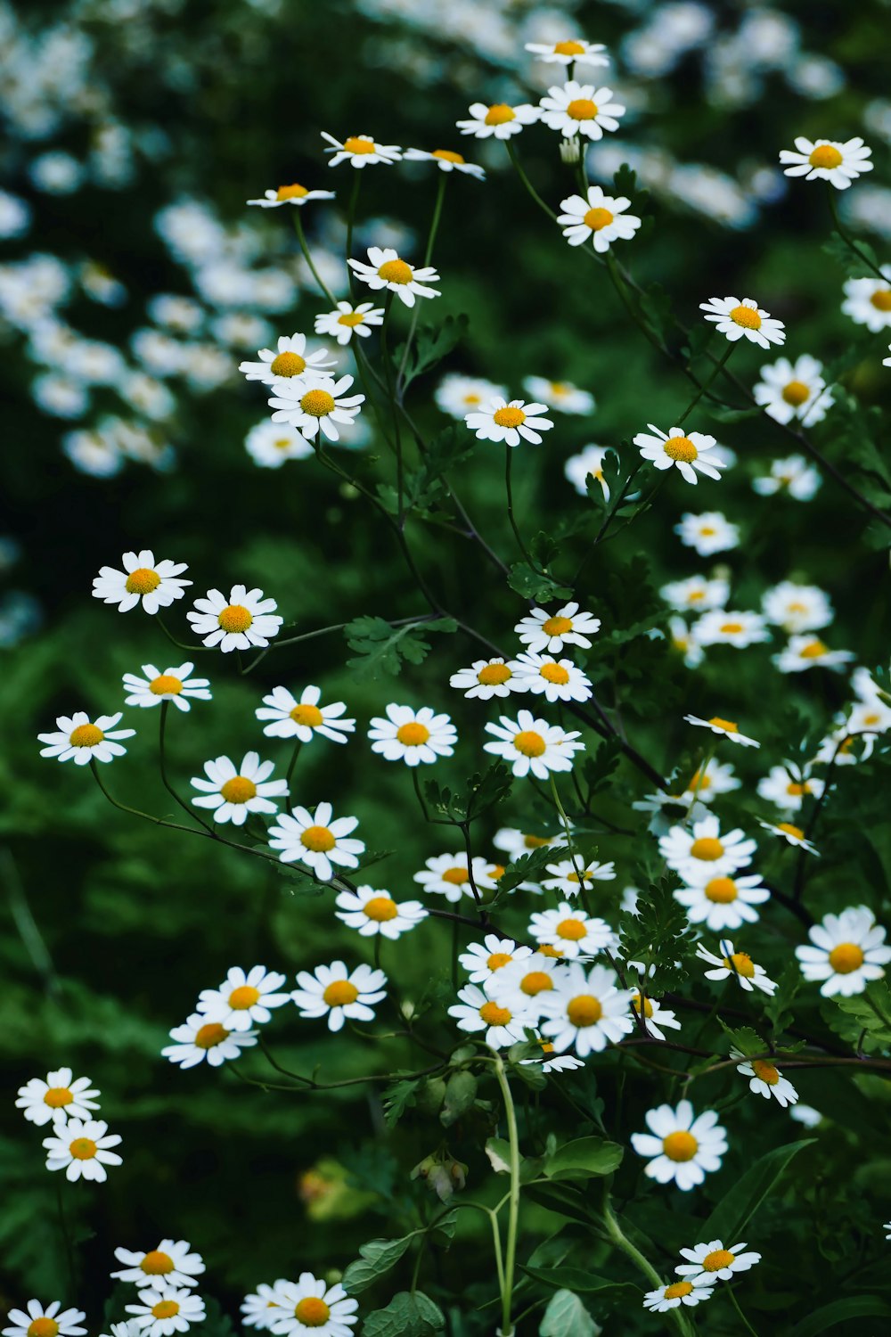 a bunch of white daisies in a field