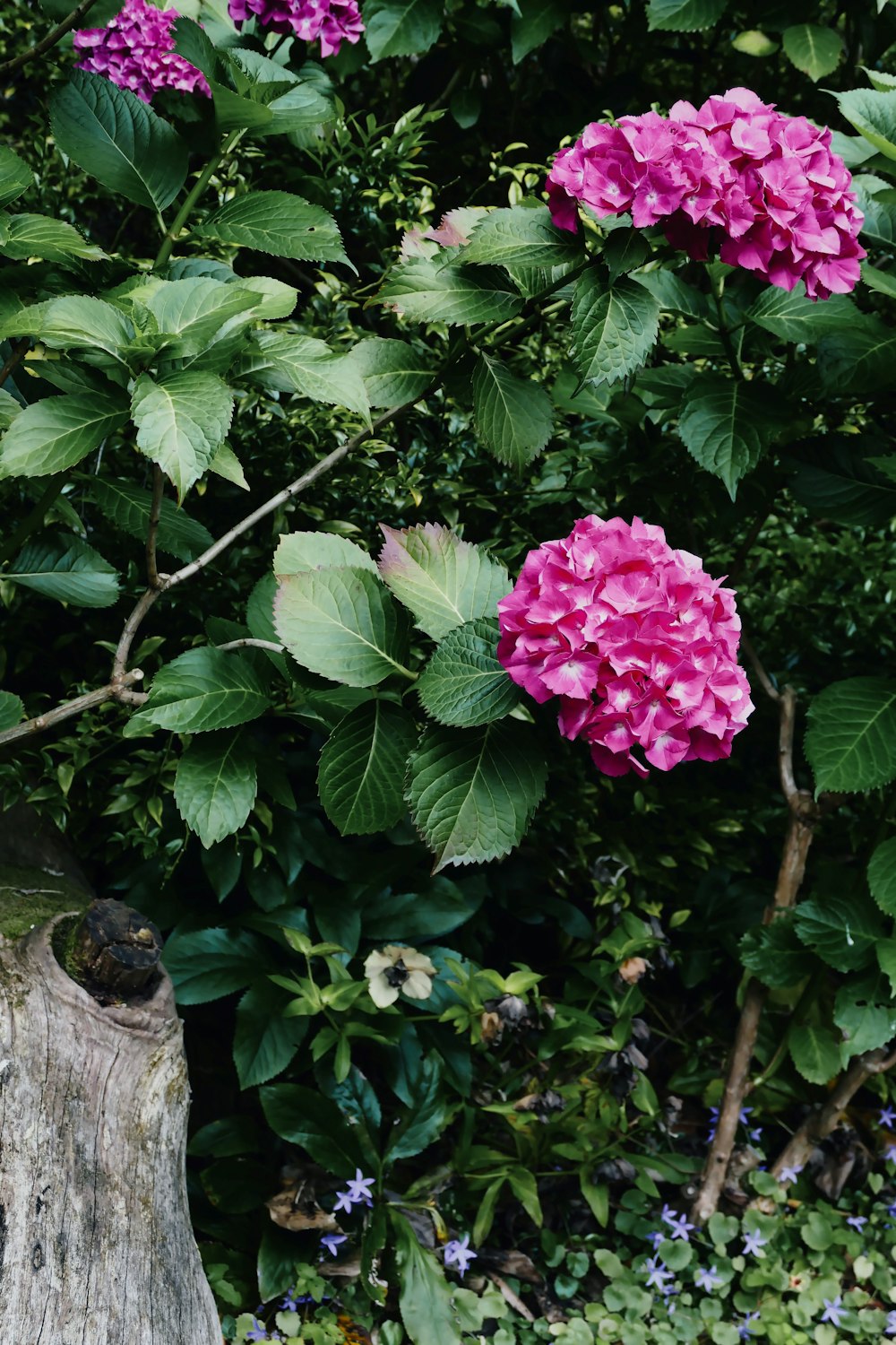 a tree stump with pink flowers growing on it