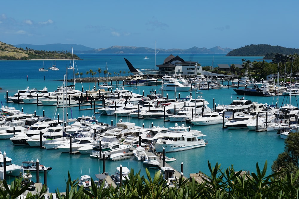 a marina filled with lots of white boats