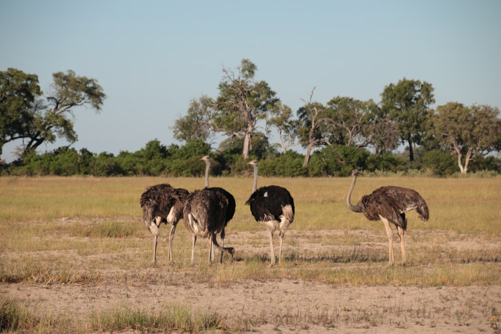 a group of ostriches standing in a field