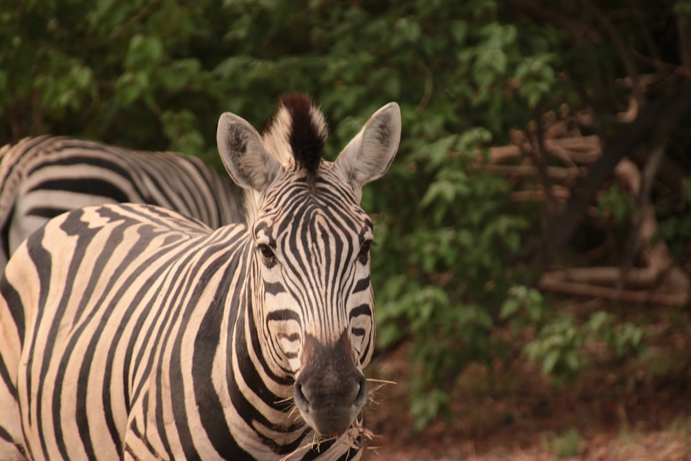 a close up of a zebra with trees in the background