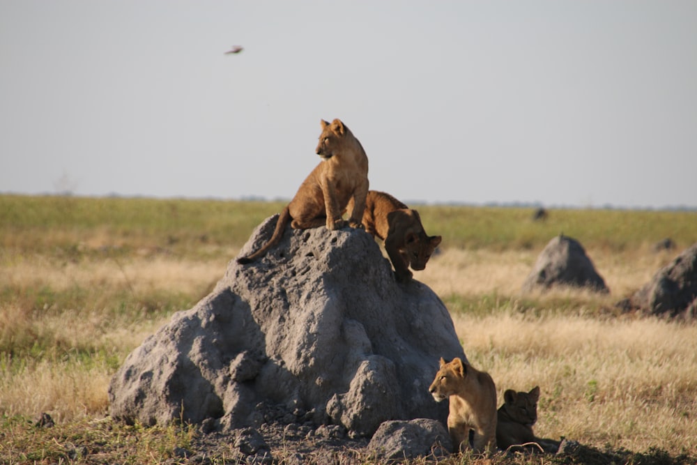a group of lions sitting on top of a rock
