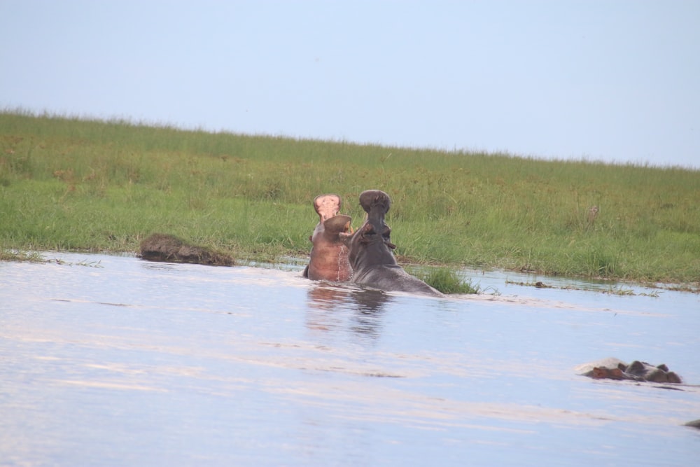 two elephants in a body of water with grass in the background
