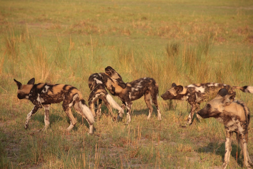 a herd of wild dogs running across a grass covered field