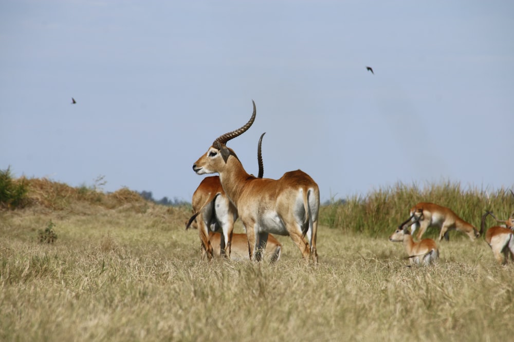 a herd of antelope standing on top of a dry grass field