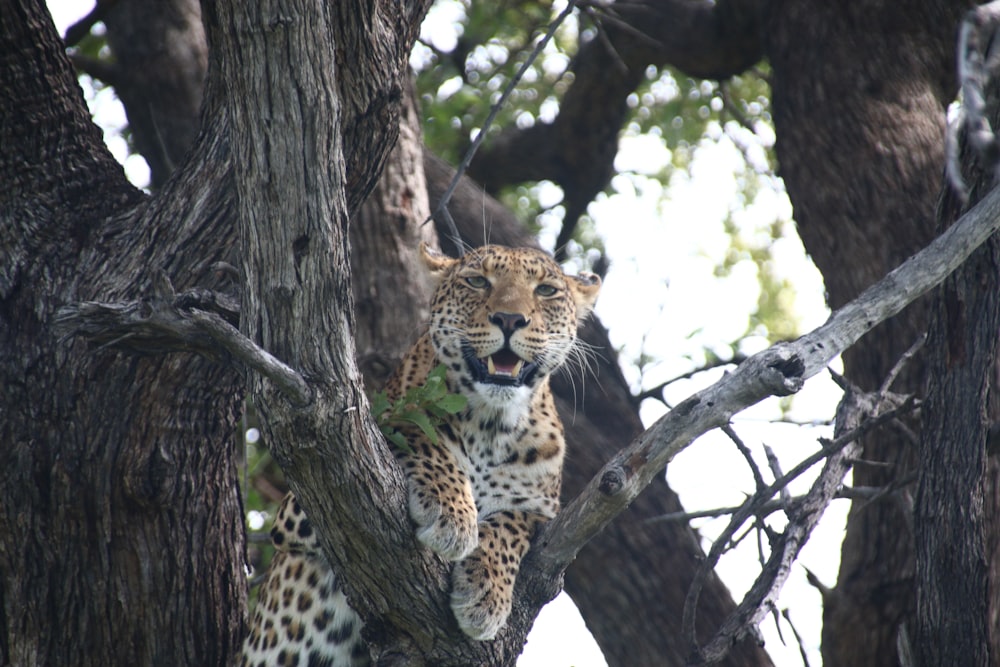 un leopardo seduto su un albero con la bocca aperta
