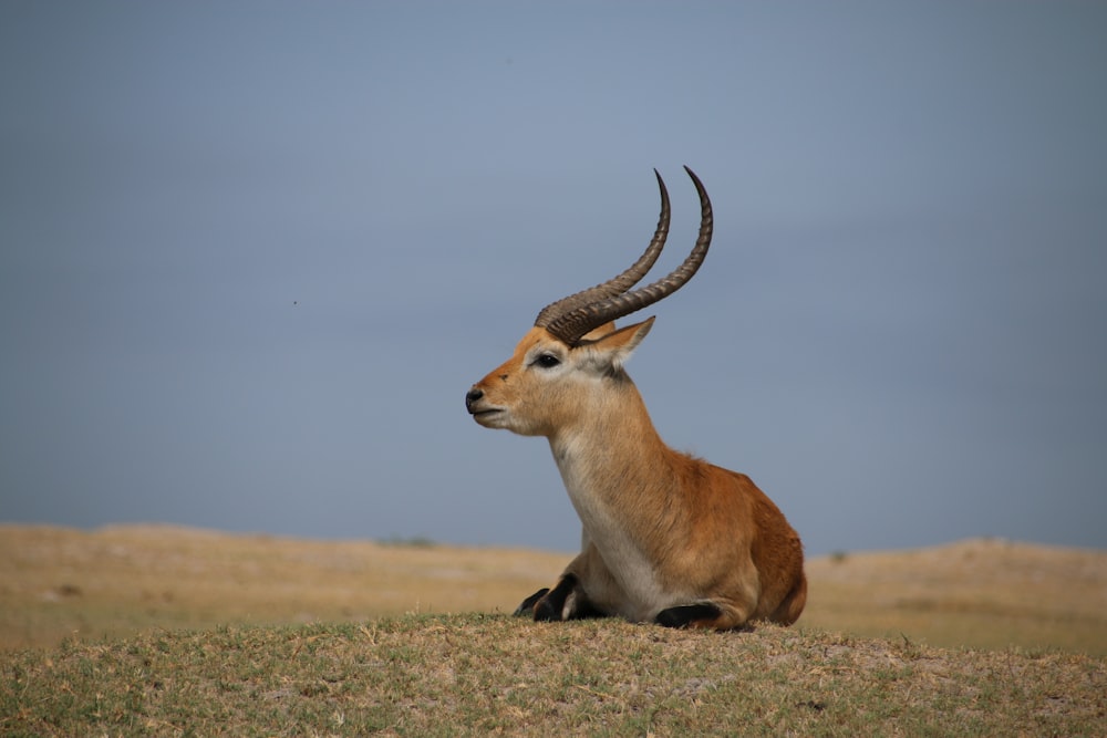 an antelope sitting in a field with long horns