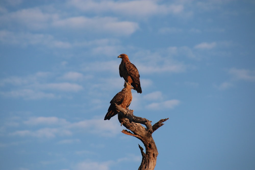 two birds perched on top of a dead tree