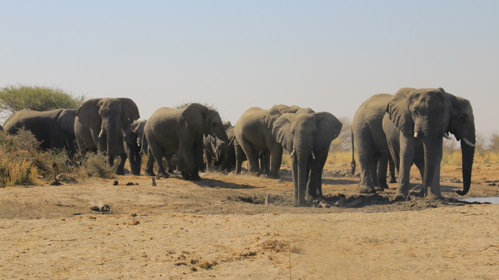 a herd of elephants walking across a dirt field