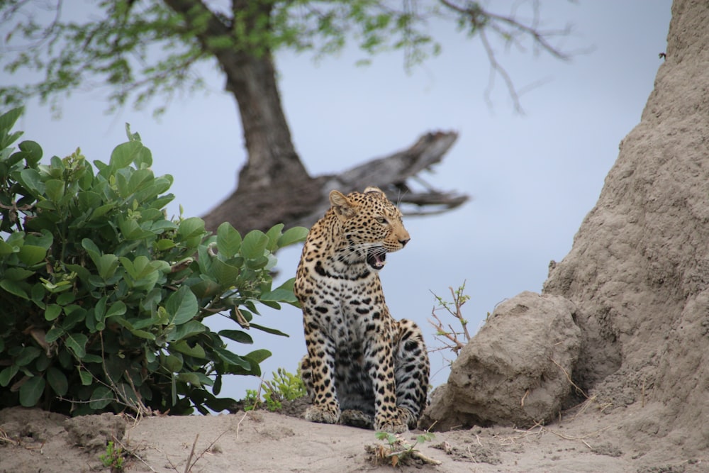 a leopard sitting in the sand next to a tree