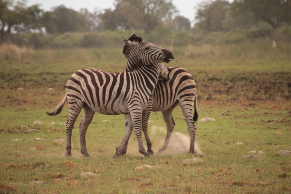 a couple of zebra standing on top of a lush green field