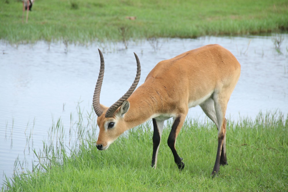 a gazelle eating grass near a body of water