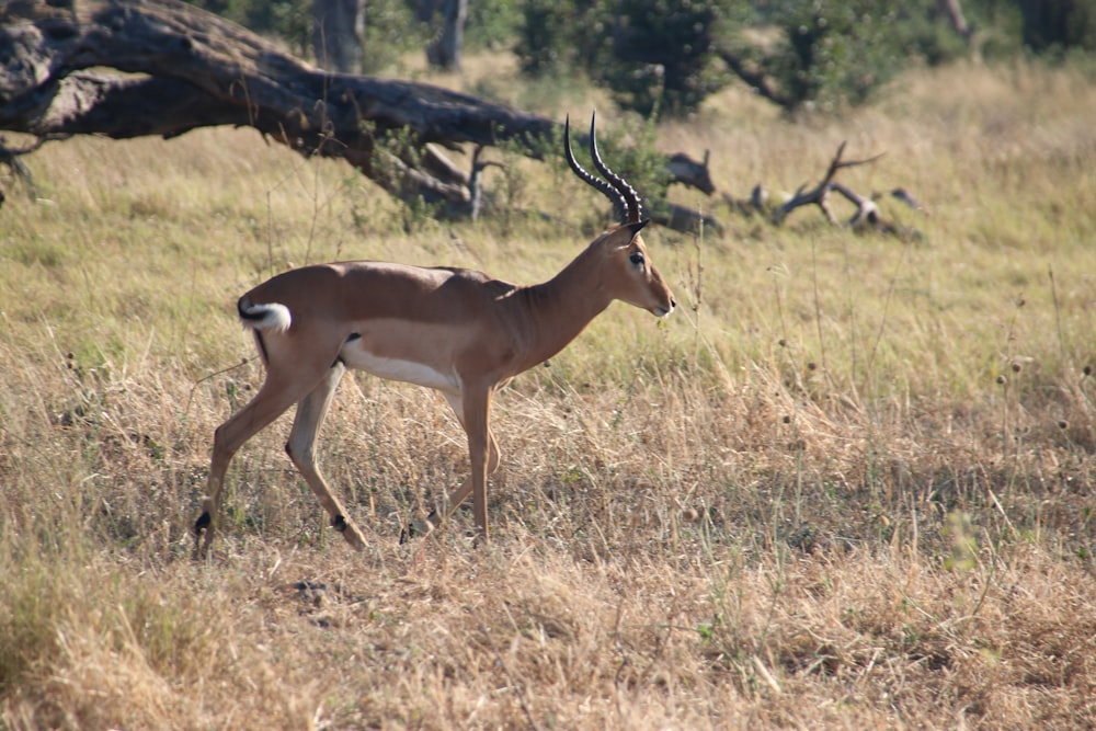 a gazelle standing in a grassy field with trees in the background