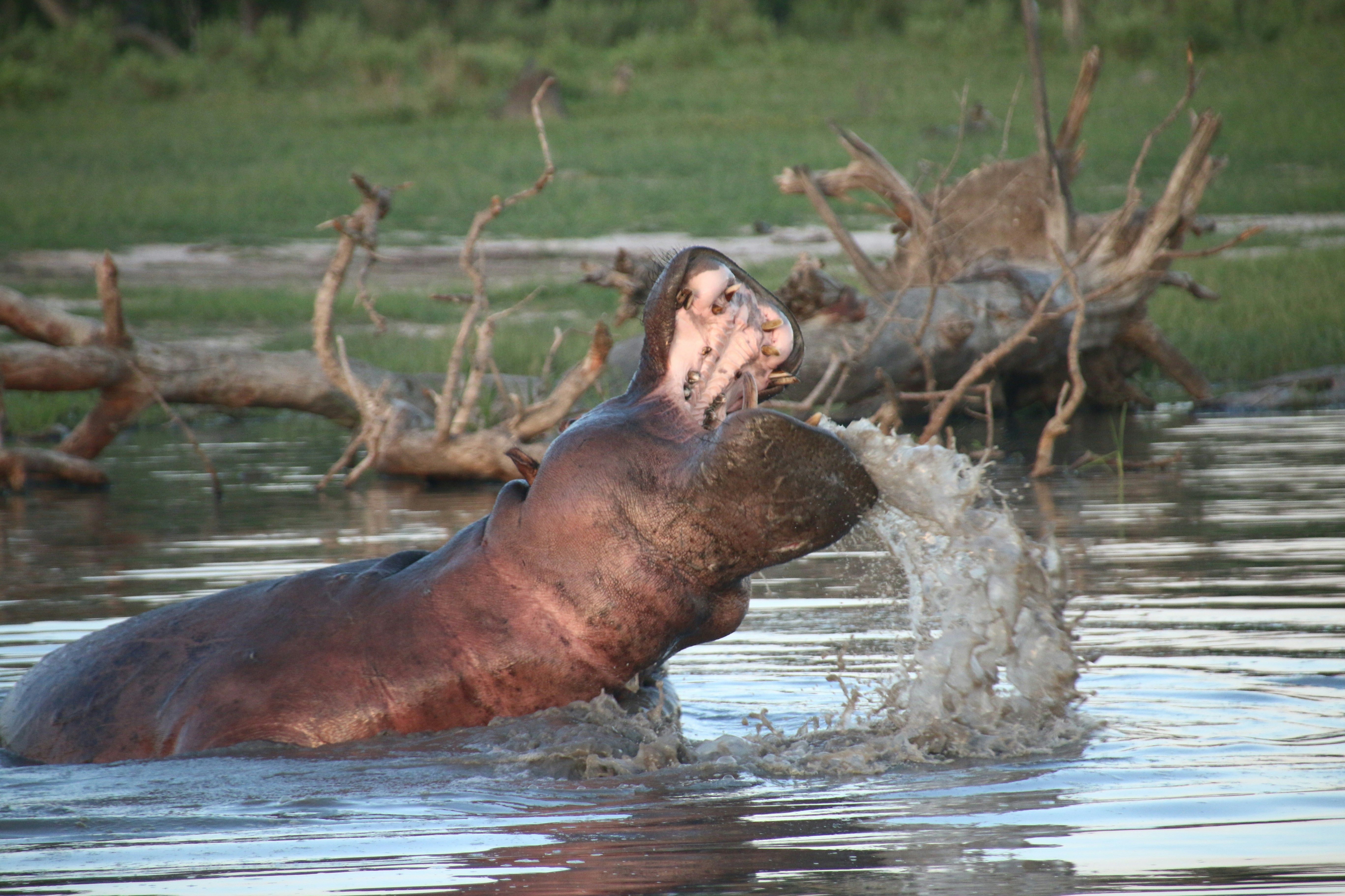 chobe safari