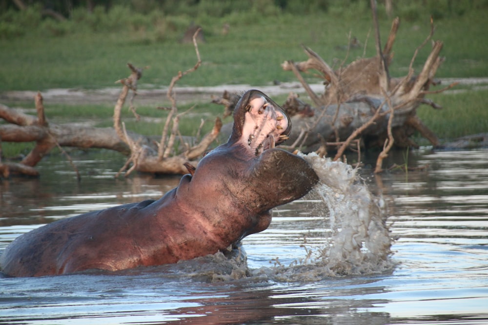 ein Nilpferd in einem Gewässer mit offenem Maul