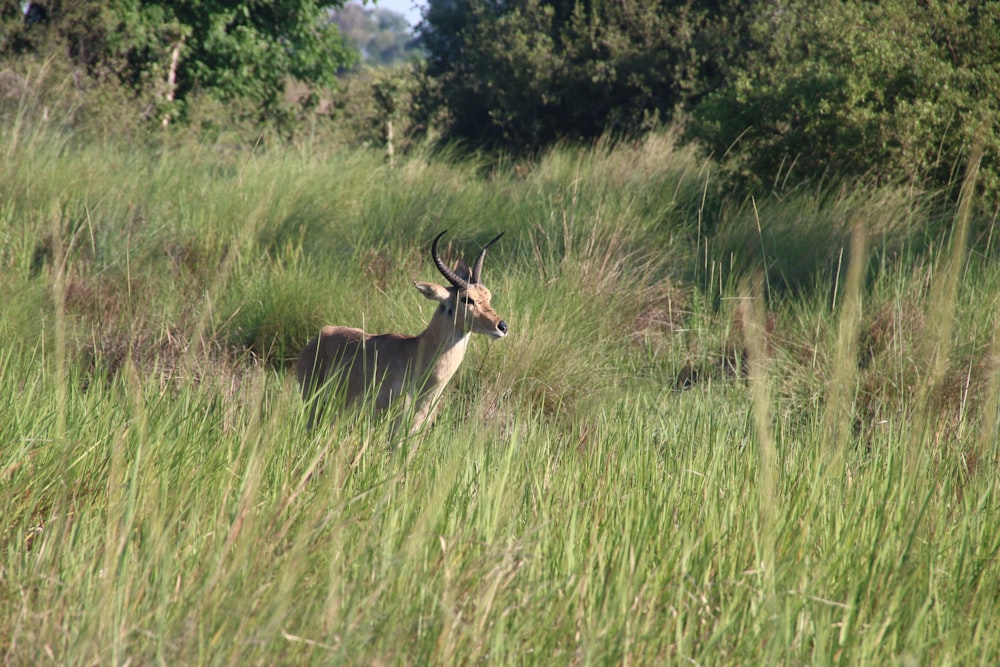 a deer is standing in the tall grass