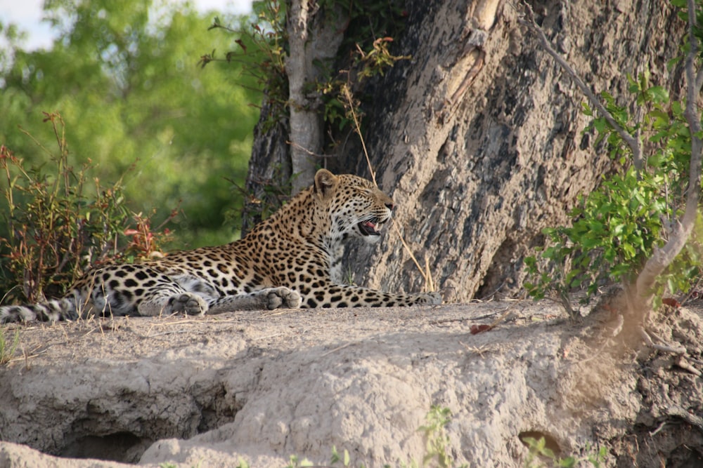 a leopard laying on the ground next to a tree