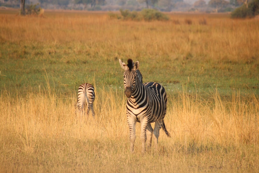 a couple of zebra standing on top of a grass covered field