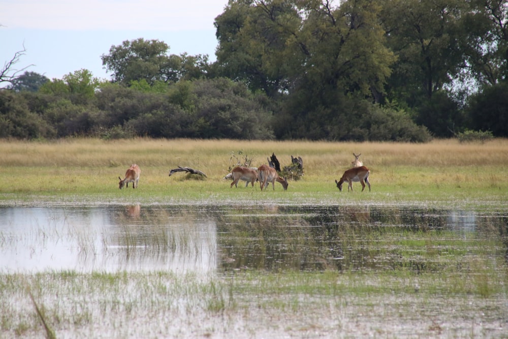 a herd of deer grazing on a lush green field