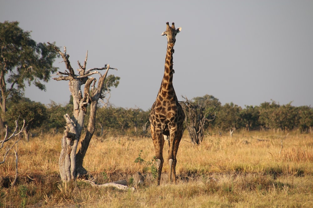 eine Giraffe steht neben einem Baum auf einem Feld