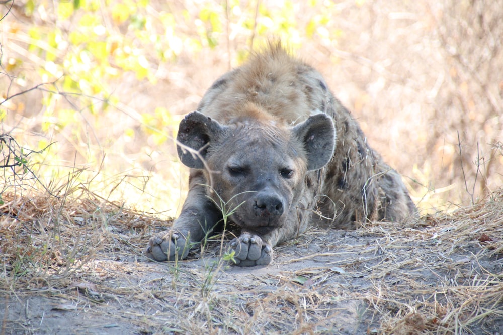 a hyena laying down in the grass