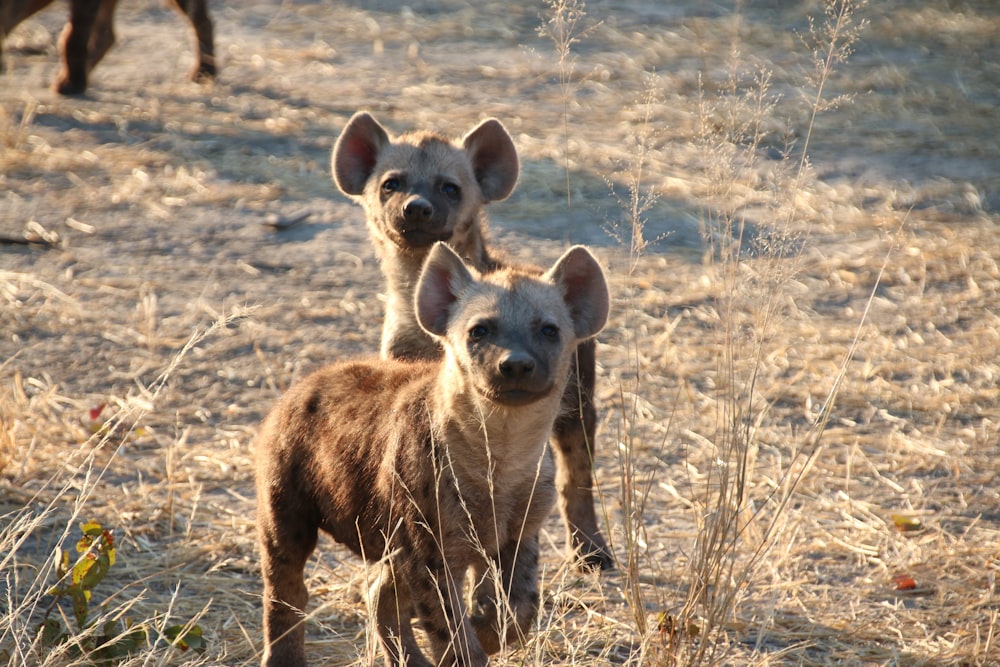 a couple of small dogs standing on top of a dry grass field