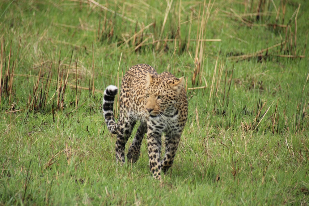 a cheetah walking through a grassy field