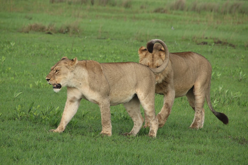 a couple of lions walking across a lush green field