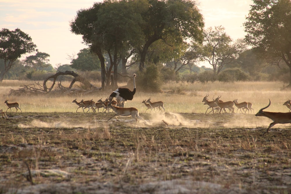 a herd of deer running across a dry grass field